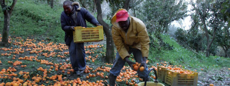 Scopri di più sull'articolo Una grande manifestazione per i diritti in agricoltura – di Giovanni Mininni