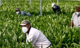 Cuneo: salute e diritti per il lavoro essenziale dell’agroalimentare – di Loredana Sasia