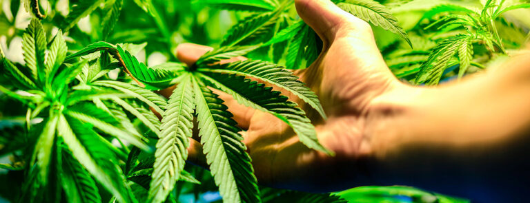 Scopri di più sull'articolo Cannabis, legalizzarla è un atto di civiltà – di Denise Amerini